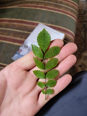 Pterophylla sylvicola