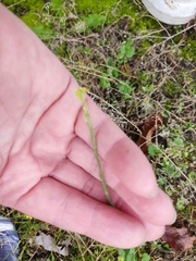 Sisymbrium officinale