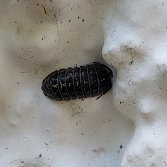 Armadillidium versicolor