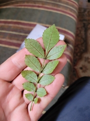 Pterophylla sylvicola