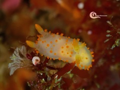 Crimora papillata