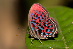 Paralaxita damajanti