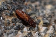 Metopsia