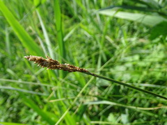 Carex paniculata