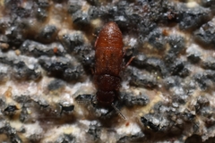 Metopsia