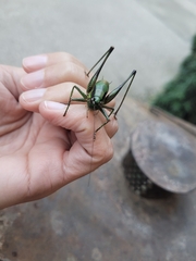 Eupholidoptera schmidti