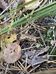 Tetrao urogallus