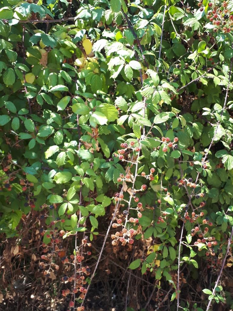 elmleaf blackberry from EM524, 8100, Portugal on August 20, 2018 at 12