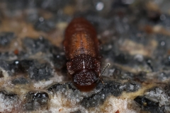 Metopsia