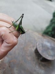 Eupholidoptera schmidti