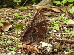Morpho helenor montezuma