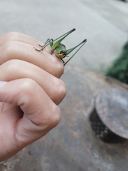 Eupholidoptera schmidti