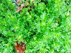 Lepidium didymum