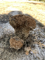 Pisolithus