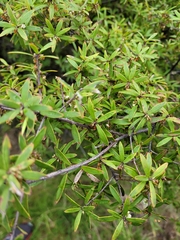 Leucopogon fasciculatus