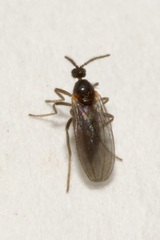 Cecidomyiidae