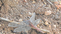 Erythemis mithroides