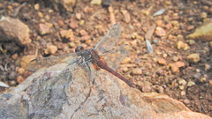 Erythemis mithroides