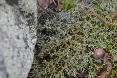 Cladonia furcata