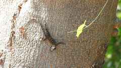 Sceloporus utiformis