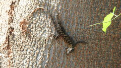 Sceloporus utiformis