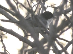 Microspingus melanoleucus