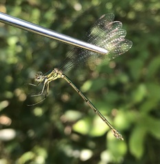 Chalcolestes parvidens