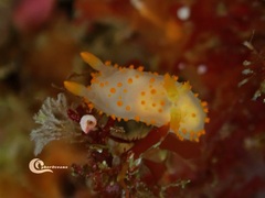 Crimora papillata