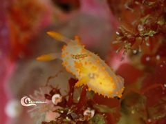 Crimora papillata