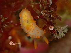 Crimora papillata
