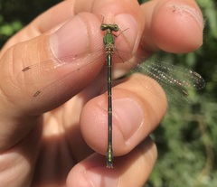 Chalcolestes parvidens
