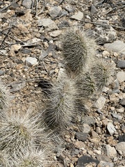 Opuntia polyacantha erinacea