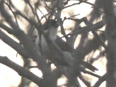 Microspingus melanoleucus