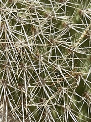 Opuntia polyacantha erinacea