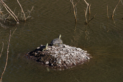 Trachemys hartwegi