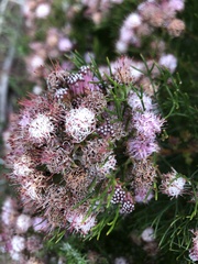 Serruria fasciflora