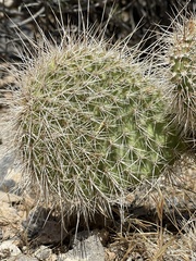 Opuntia polyacantha erinacea