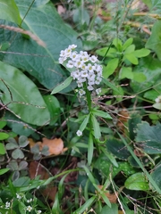 Lobularia maritima
