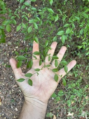 Vaccinium elliottii