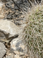 Opuntia polyacantha erinacea
