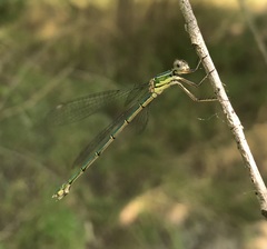 Chalcolestes parvidens