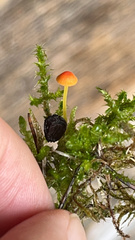Mycena acicula