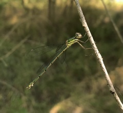 Chalcolestes parvidens