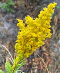 Solidago elongata