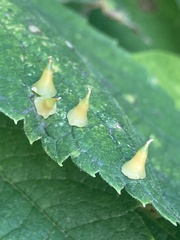 Celticecis spiniformis