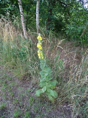 Verbascum densiflorum