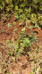 Euphorbia helioscopia