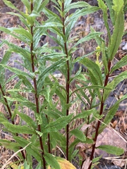 Solidago elongata