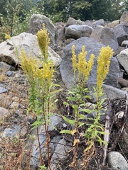 Solidago elongata