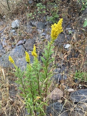 Solidago elongata